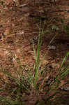 Beaked panicgrass